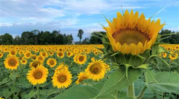  Sunflowers in a Field